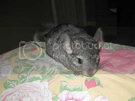 chinchilla price philippines